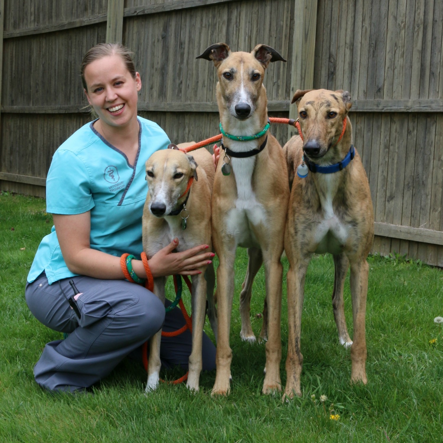 Veterinary worker posing with three greyhounds outside
