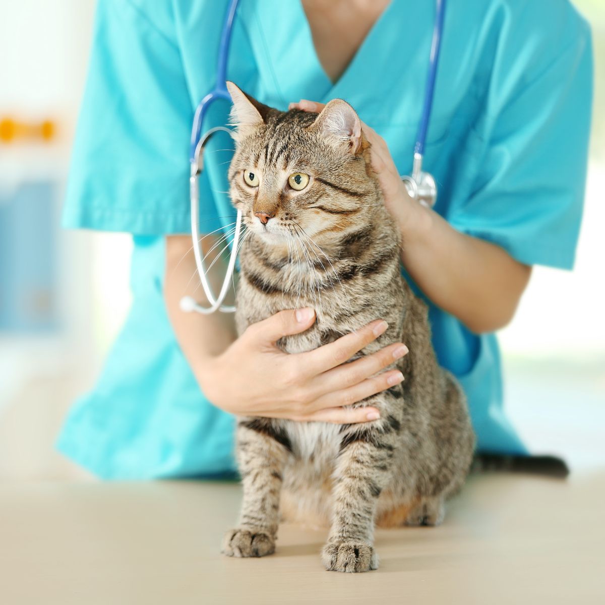 11 cat at the vet clinic