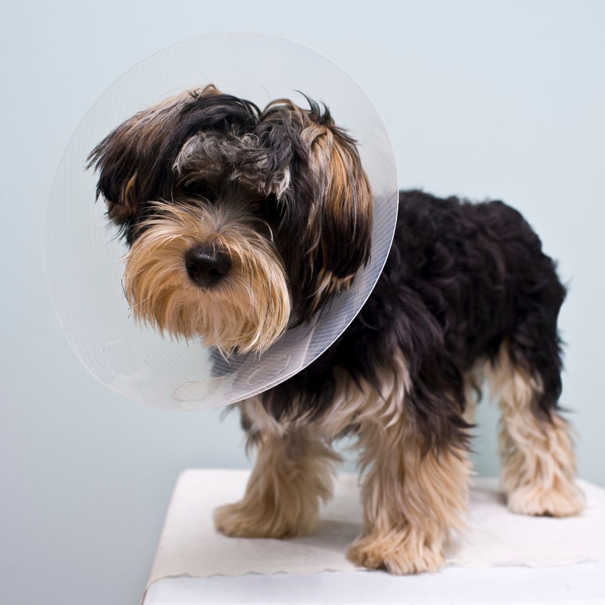 8 dog wearing surgery cone