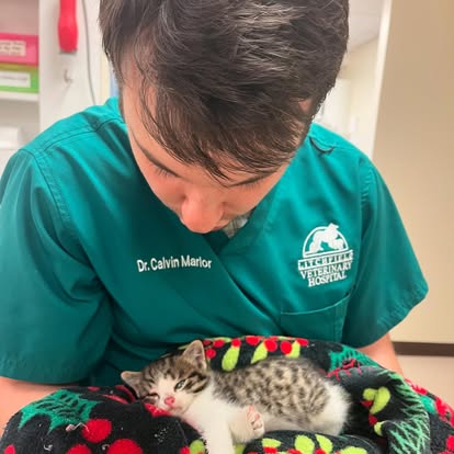 lvh100 Litchfield Veterinary Hospital staff holding kitten