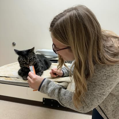 lvh39 Litchfield Veterinary Hospital Staff taking care of a small cat