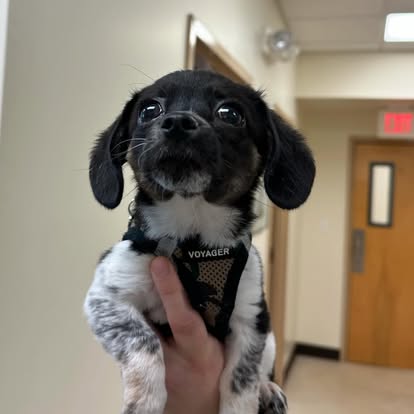 lvh40 small dog at the vet hospital