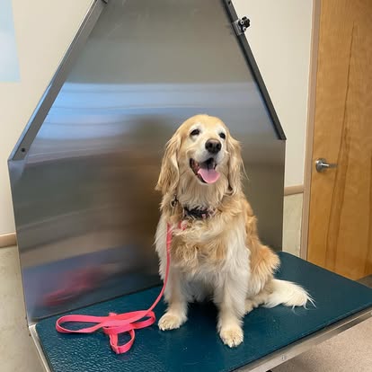 lvh45 dog at the vet hospital ready to be treated