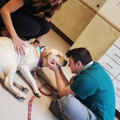 lvh52 Litchfield Veterinary Hospital Staff taking care of a dog