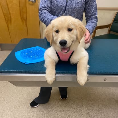 small dog sitting on a counter at the veterinary hospital