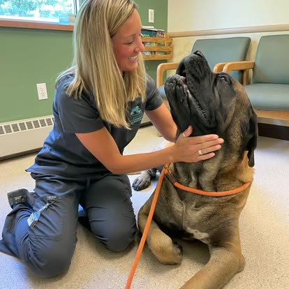 lvh82 Litchfield Veterinary Hospital Staff taking care of a dog