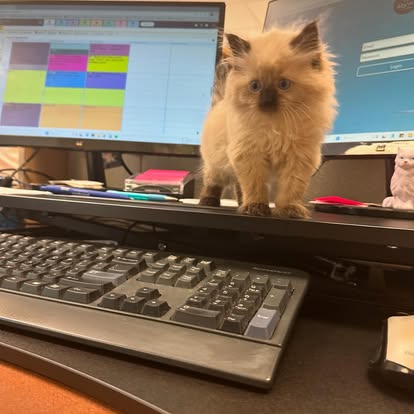 lvh6 small kitten at the vet hospital walking by a computer keyboard