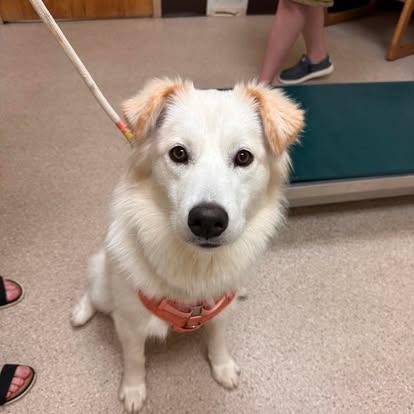 lvh62 dog at the veterinary hospital