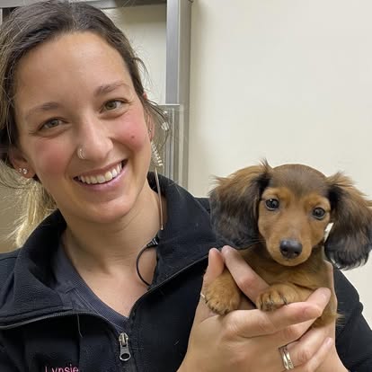lvh82 Litchfield Veterinary Hospital Staff taking care of a dog