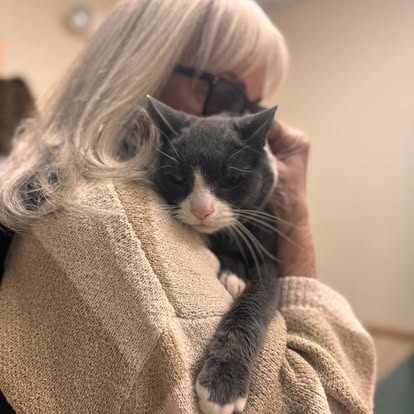 lvh81 cat at the vet hospital