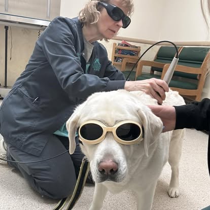 lvh90 Litchfield Veterinary Hospital Staff testing dog