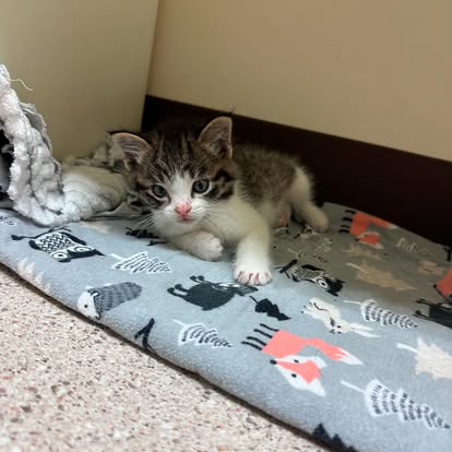 lvh99 small kitten resting on a soft blanket