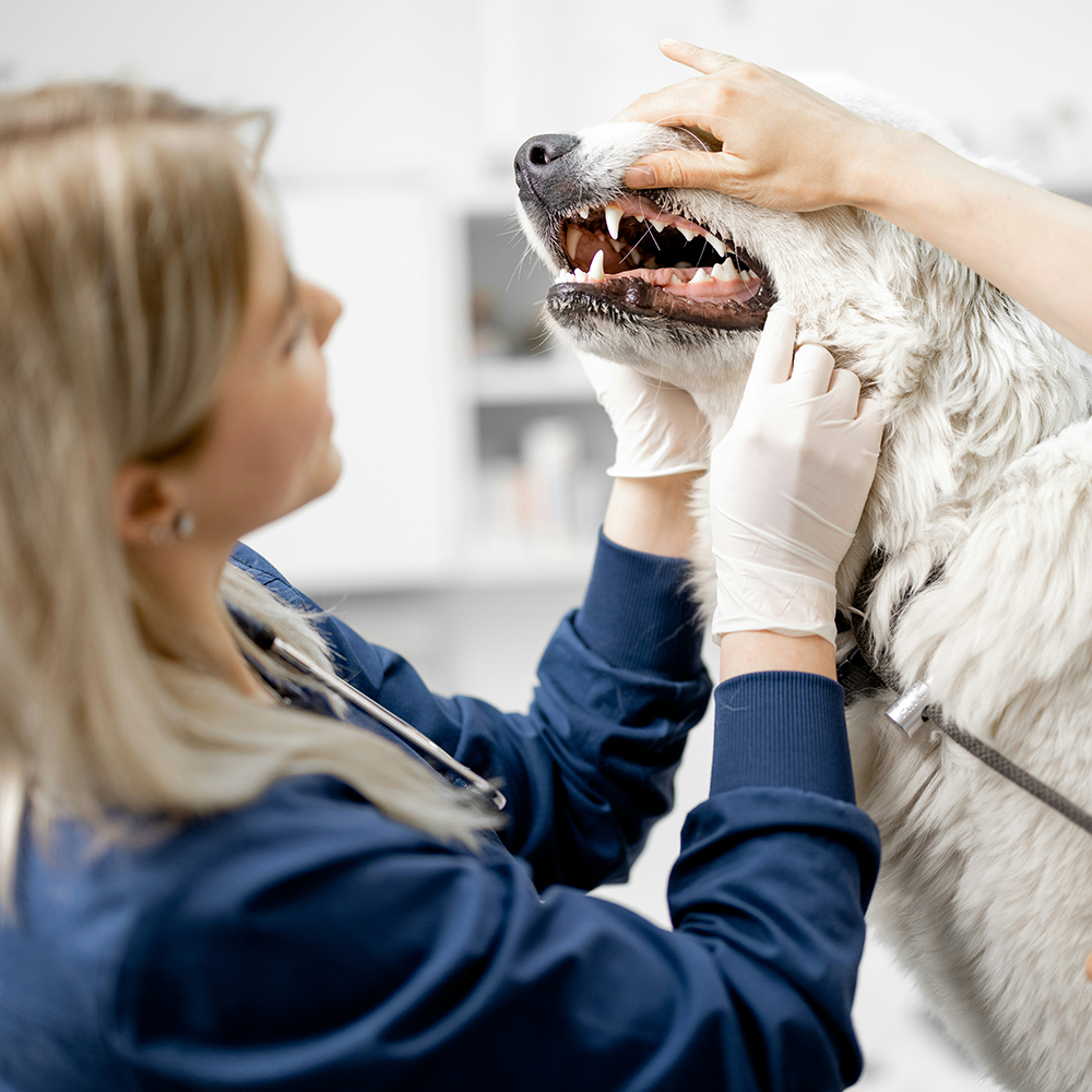 7 pet dental care