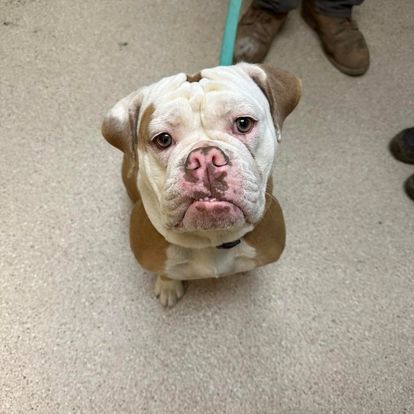 A brown and white bulldog looking up at the camera