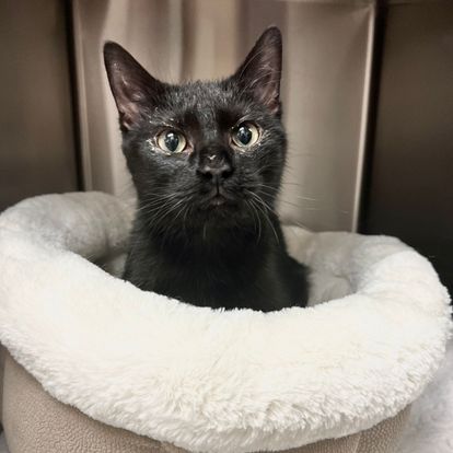 A cat is sitting in a pet bed