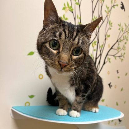 A cat sitting on top of a shelf with a tree in the background A cat sitting on top of a shelf with a tree in the background