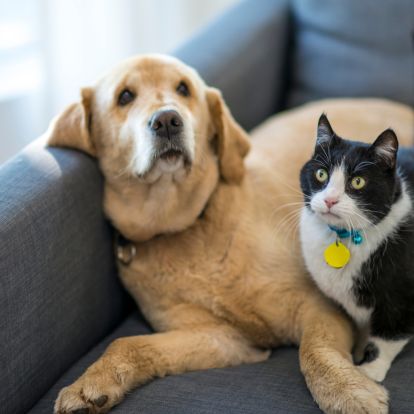 A dog and cat sitting on a couch next to each other A dog and cat sitting on a couch next to each other