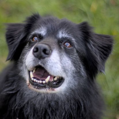 A dog looking up at the camera A dog looking up at the camera
