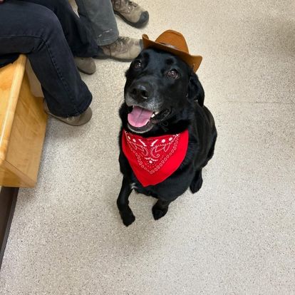 A dog wearing a cowboy hat and a red bandana A dog wearing a cowboy hat and a red bandana