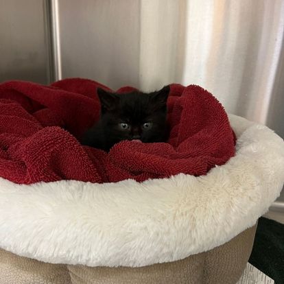 A kitten sitting in a red and white bed A kitten sitting in a red and white bed