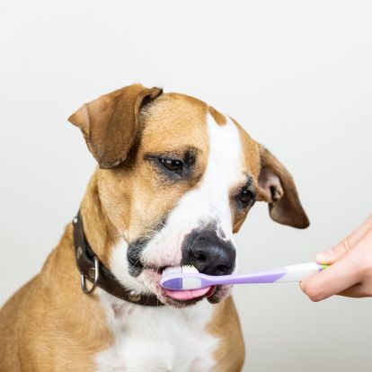 A person brushing a dog's teeth A person brushing a dog's teeth