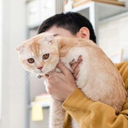 A person is holding a cat in their arms A person is holding a cat in their arms