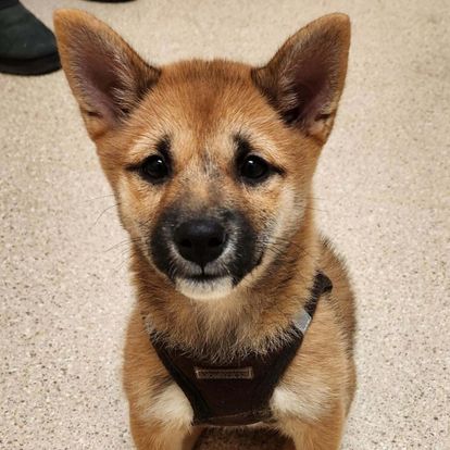 A small dog wearing a harness sitting on the floor A small dog wearing a harness sitting on the floor
