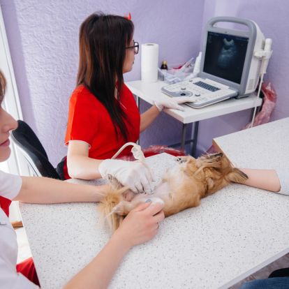 A veterinarian is performing an ultrasound A veterinarian is performing an ultrasound