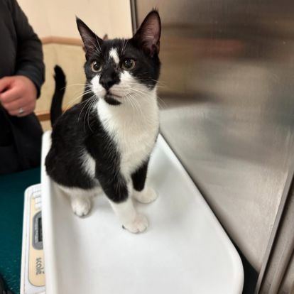 a black and white cat sitting on top of a white tray a black and white cat sitting on top of a white tray