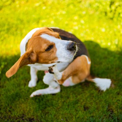 a brown and white dog sitting on the grass a brown and white dog sitting on the grass