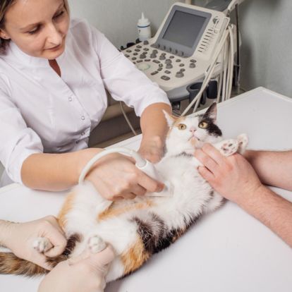 a cat is being examined by a vet a cat is being examined by a vet