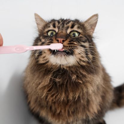 a cat is brushing its teeth with a pink toothbrush a cat is brushing its teeth with a pink toothbrush