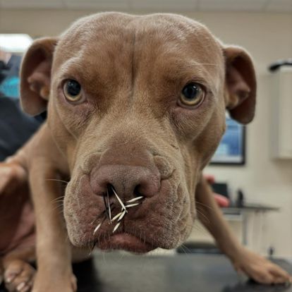 a close up of a dog with a needle sticking out of its nose