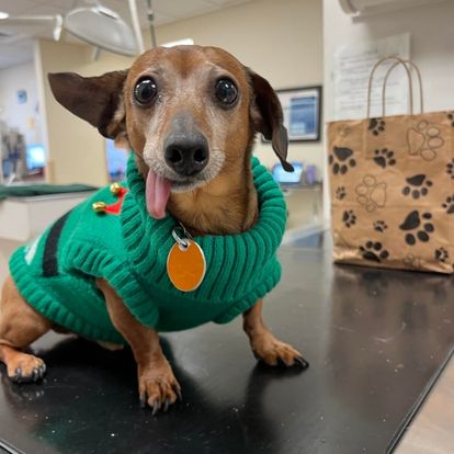 a dachshund wearing an ugly christmas sweater a dachshund wearing an ugly christmas sweater