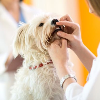 a dog being examined by a vet a dog being examined by a vet
