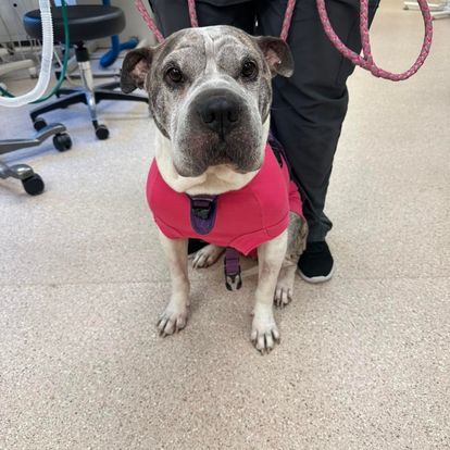 a dog wearing a pink vest sitting on the floor