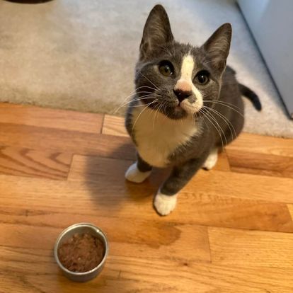 a gray and white cat sitting on the floor next to a bowl of food a gray and white cat sitting on the floor next to a bowl of food