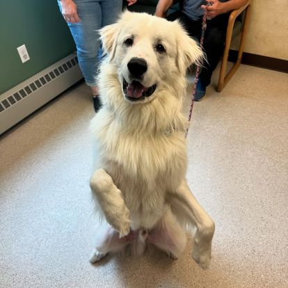a large dog is standing on its hind legs