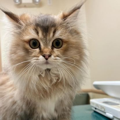 a long haired cat sitting on top of a table a long haired cat sitting on top of a table