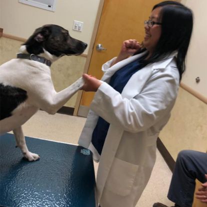 a person in a lab coat is petting a black and white dog a person in a lab coat is petting a black and white dog