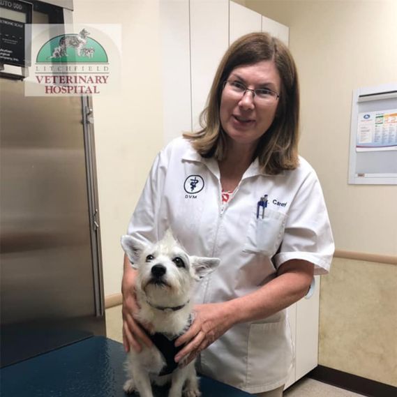 a person in a white lab coat holding a small white dog