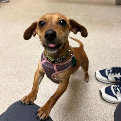 a small brown dog wearing a pink harness standing on its hind legs a small brown dog wearing a pink harness standing on its hind legs