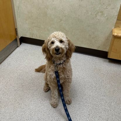 a small dog sitting on the floor with a blue leash a small dog sitting on the floor with a blue leash