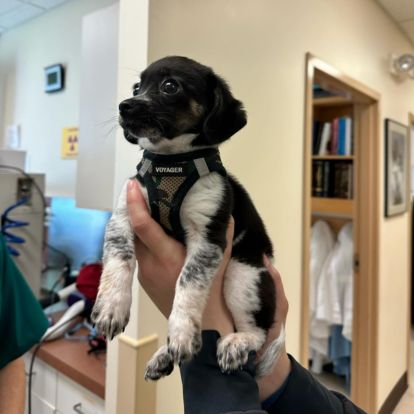 a small puppy being held by a person a small puppy being held by a person