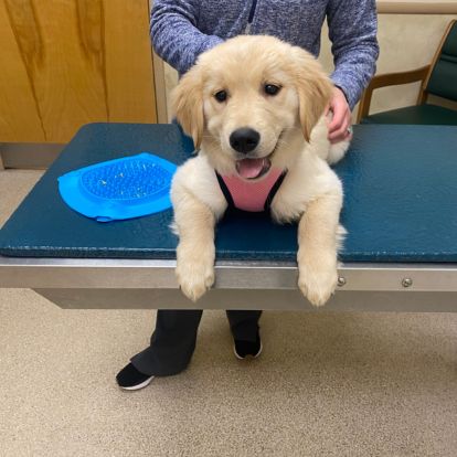 golden retriever puppy at the vet golden retriever puppy at the vet