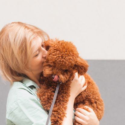 holding a brown poodle on a leash holding a brown poodle on a leash