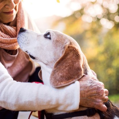 petting her beagle petting her beagle