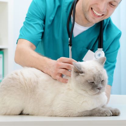 veterinarian examining a cat - pet stock videos & royalty-free footage veterinarian examining a cat - pet stock videos & royalty-free footage