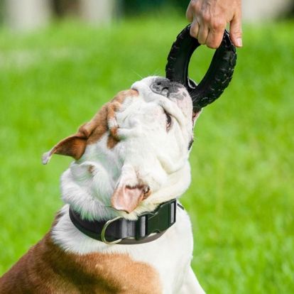 A bulldog is playing with a toy in the grass A bulldog is playing with a toy in the grass