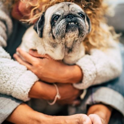 A person holding a pug dog while sitting on a couch A person holding a pug dog while sitting on a couch